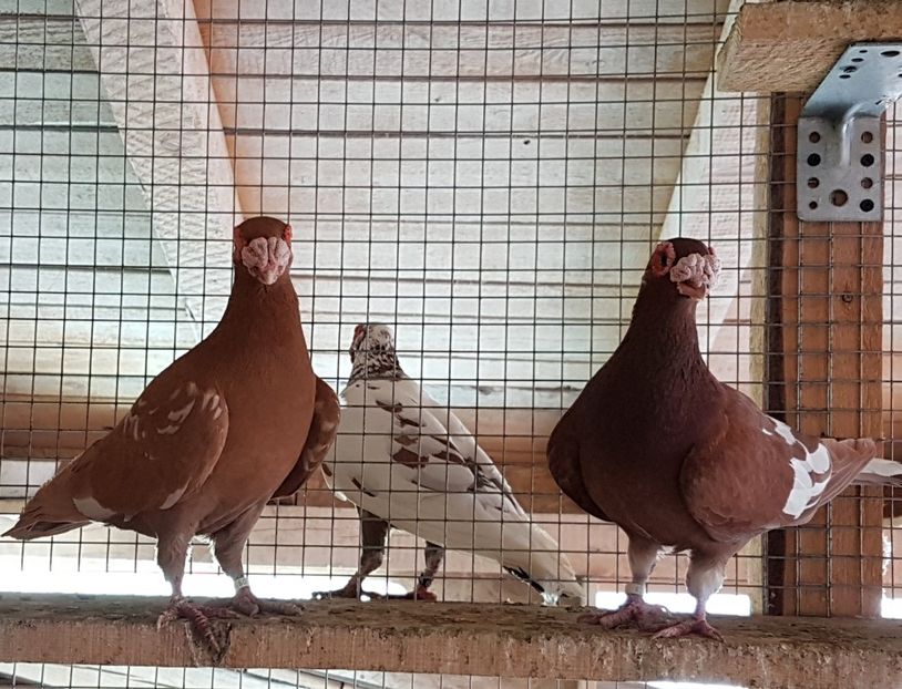  - CARUNCULATI Pentru 2020