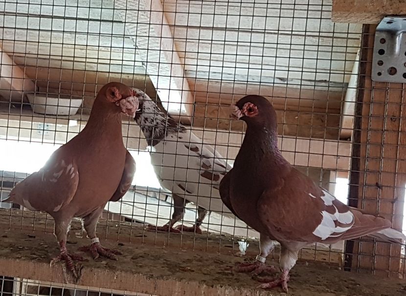  - CARUNCULATI Pentru 2020