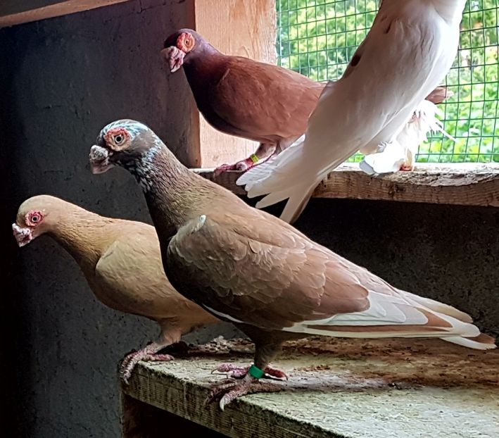  - CARUNCULATI Pentru 2020