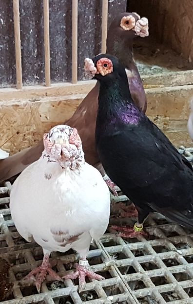  - CARUNCULATI Pentru 2020