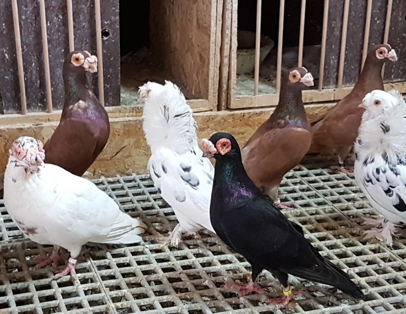  - CARUNCULATI Pentru 2020