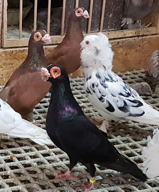  - CARUNCULATI Pentru 2020