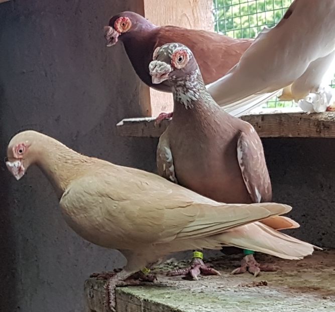  - CARUNCULATI Pentru 2020