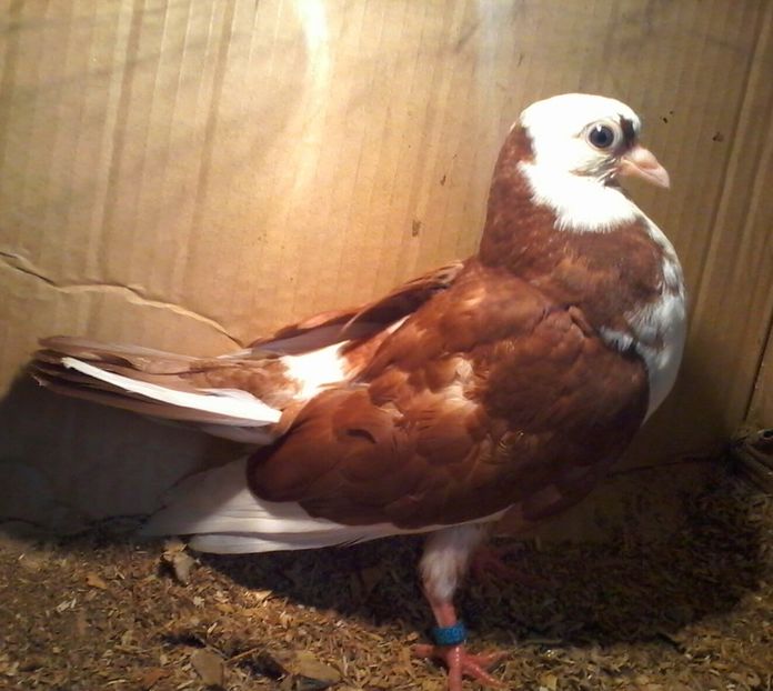 2018-05-13 11.42.00 - z1-pui 2015 2016 2017 2018