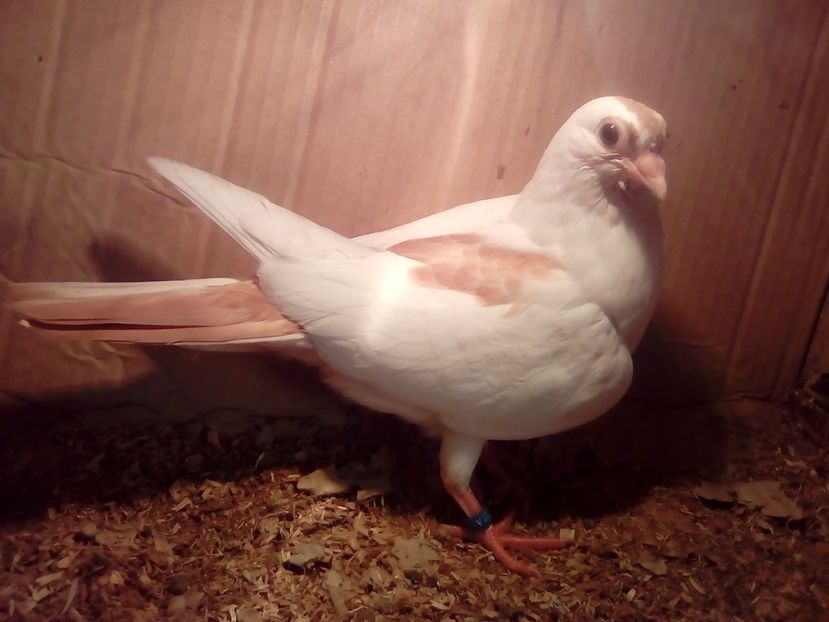  - z1-pui 2015 2016 2017 2018