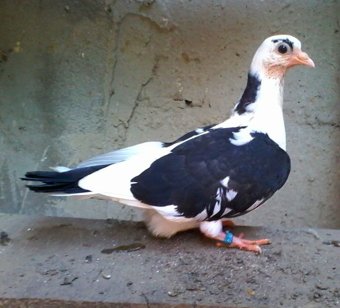 Din moriscari pierdut - z1-pui 2015 2016 2017 2018