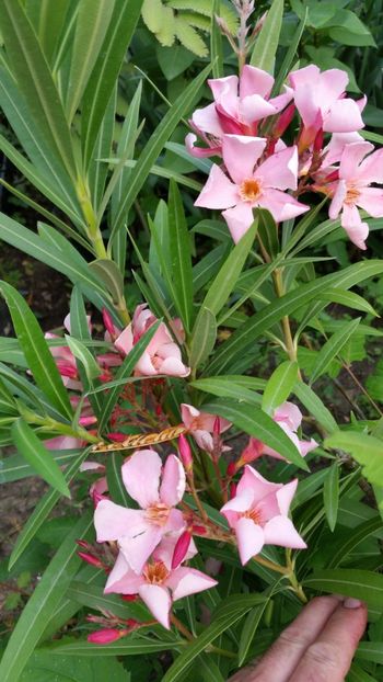 Tito Poggi - Flori apartament