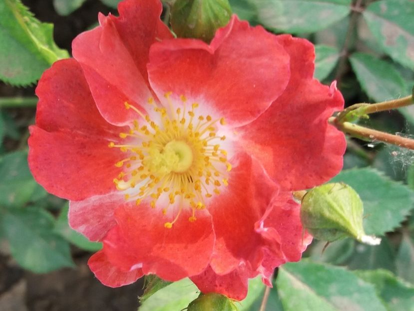 Aroma - EVOLUTIE TRANDAFIRI 2018