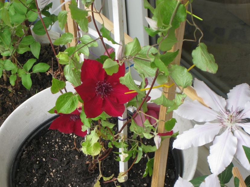 Clematis Nubia - Clematis 2018