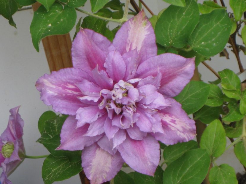 Clematis Piilu - Clematis 2018