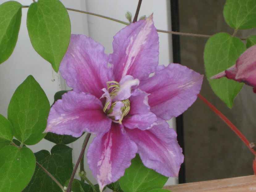 Clematis Piilu - Clematis 2018