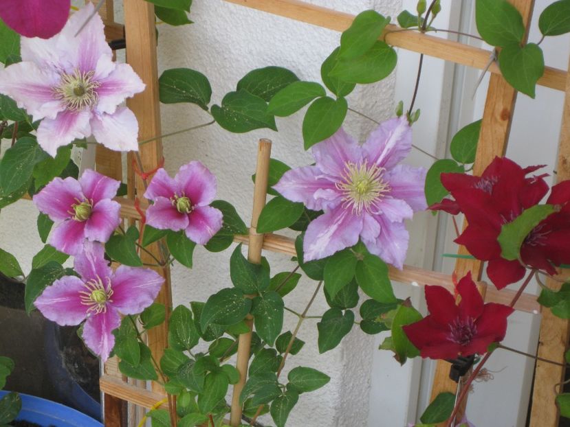 Clematis Nubia si Piilu - Clematis 2018