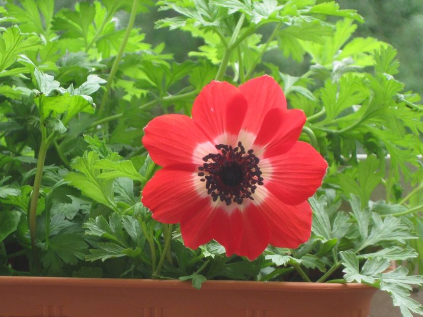 Anemona - Alte flori 2018