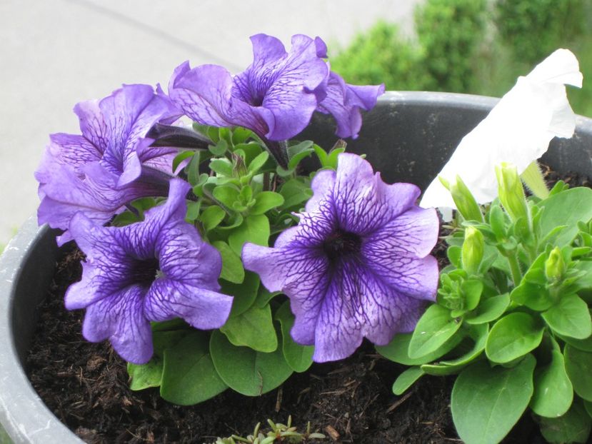 Petunie - Alte flori 2018
