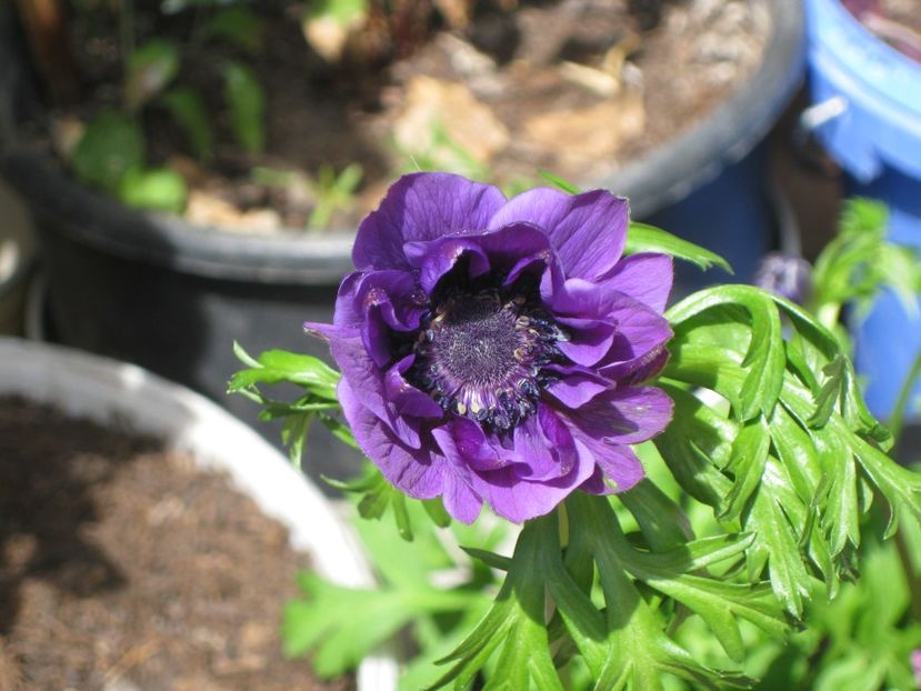 Anemona - Alte flori 2018