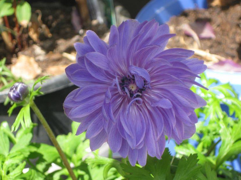 Anemona - Alte flori 2018