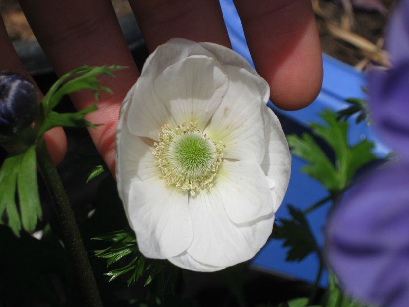 Anemona - Alte flori 2018