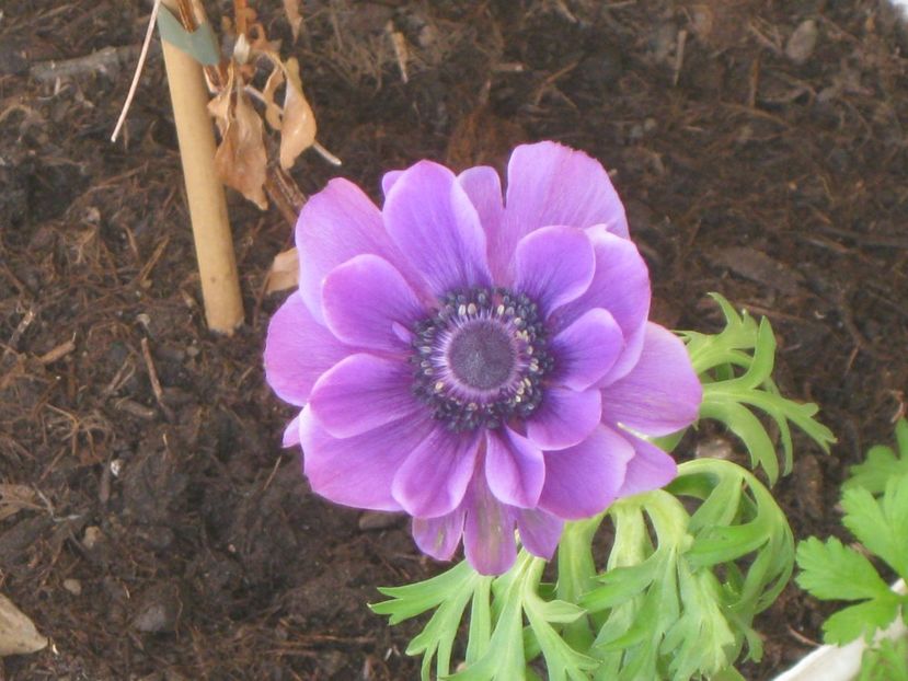 Anemona - Alte flori 2018