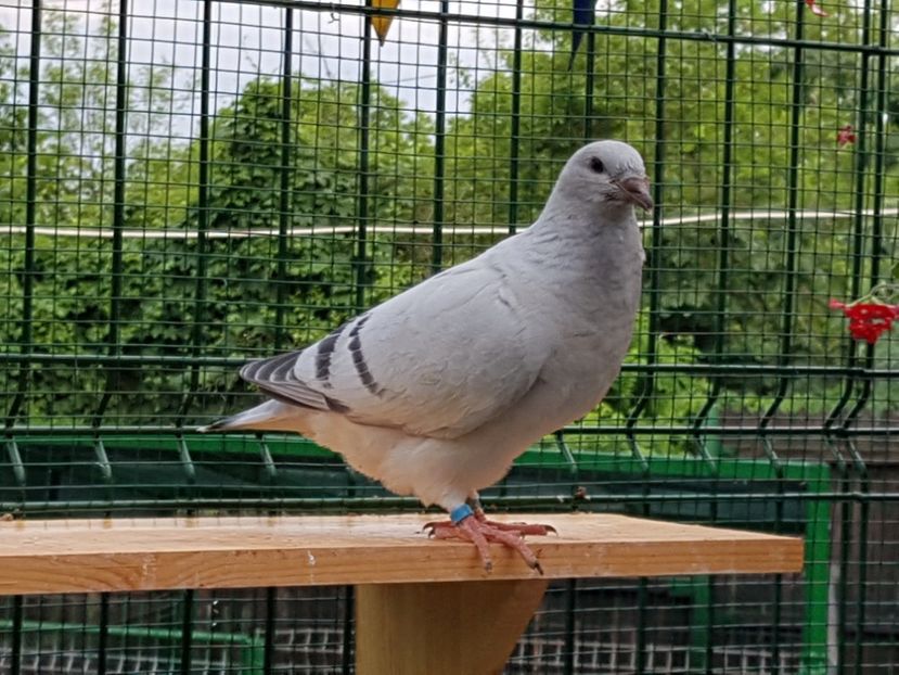 F-2018-4012 - 0-VRdF-TINERET-2018