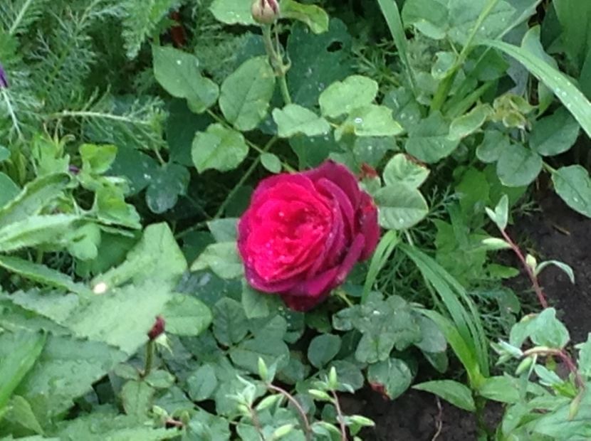  - Astrid Grafin Von Hardenberg