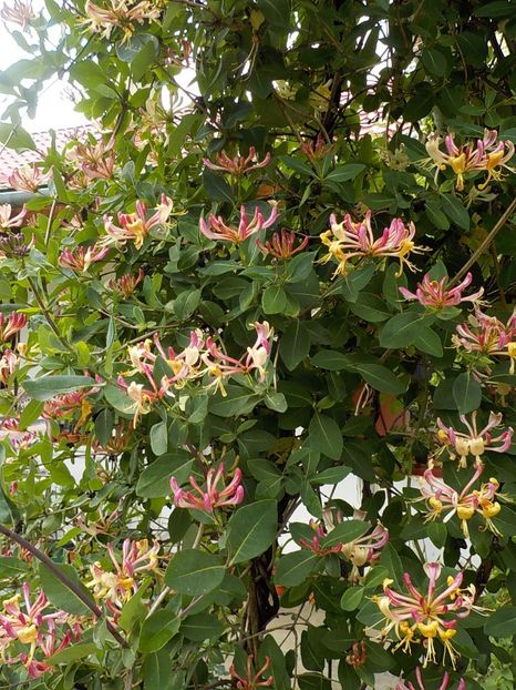  - lonicera