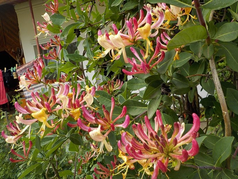  - lonicera