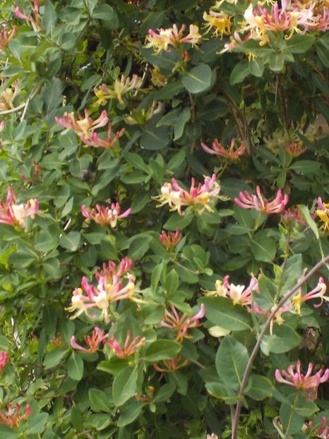  - lonicera