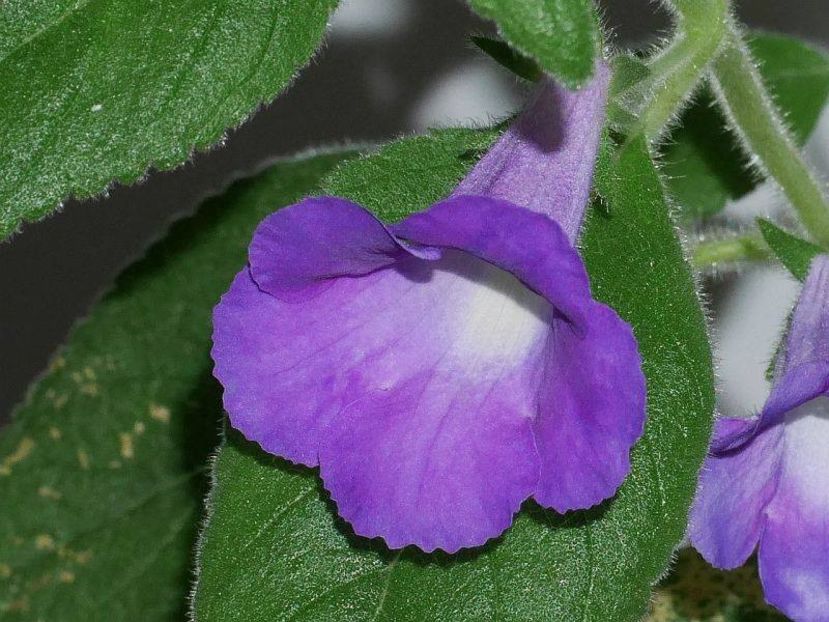 Achimenes Mexicana - Gesneria