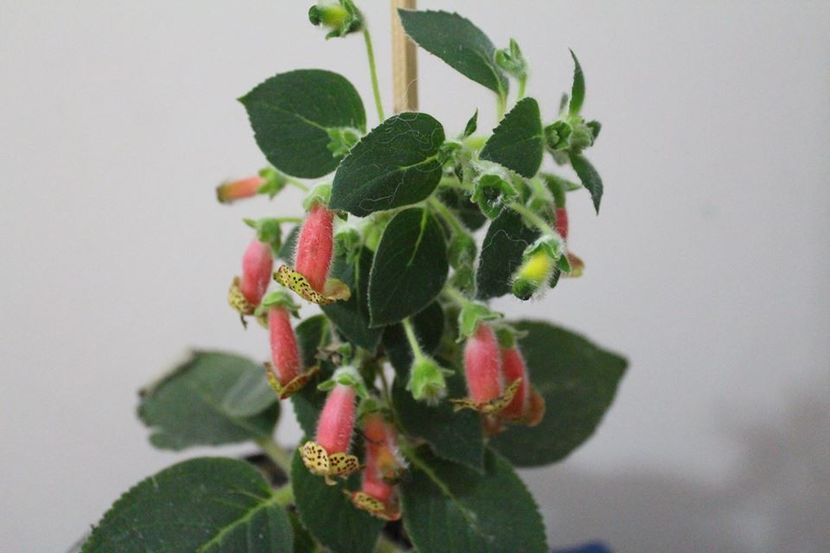 Belinda01 - Gesneria