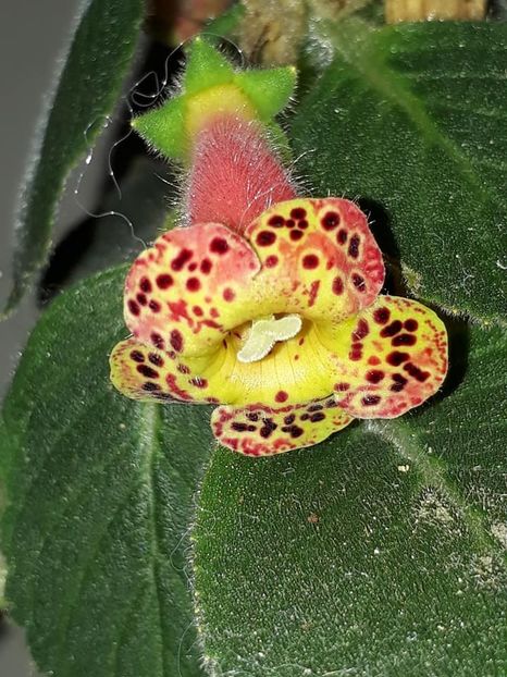 Belinda04 - Gesneria