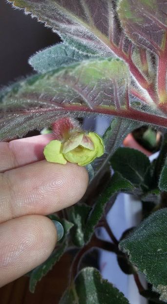 Ni's Samas - Gesneria