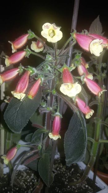 Ni's Samas - Gesneria