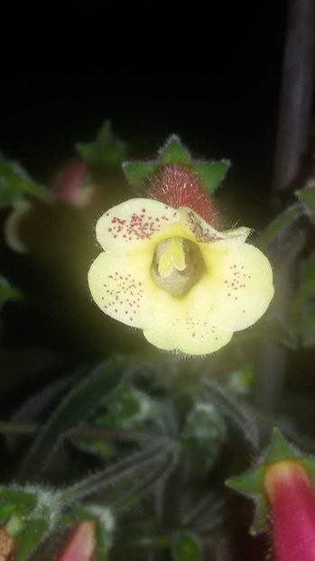 Ni's Samas - Gesneria