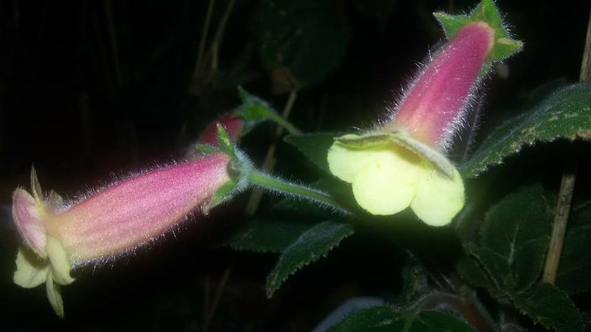 Ni's Samas - Gesneria