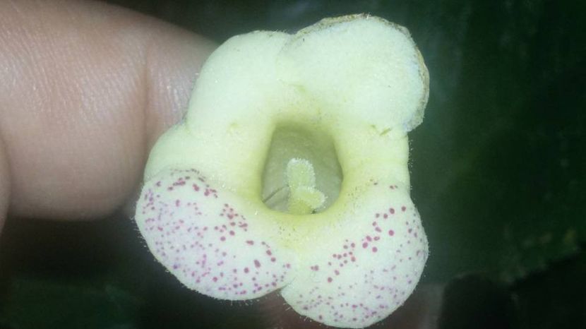 Ni's Samas - Gesneria