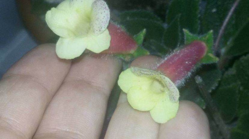 Ni's Samas - Gesneria