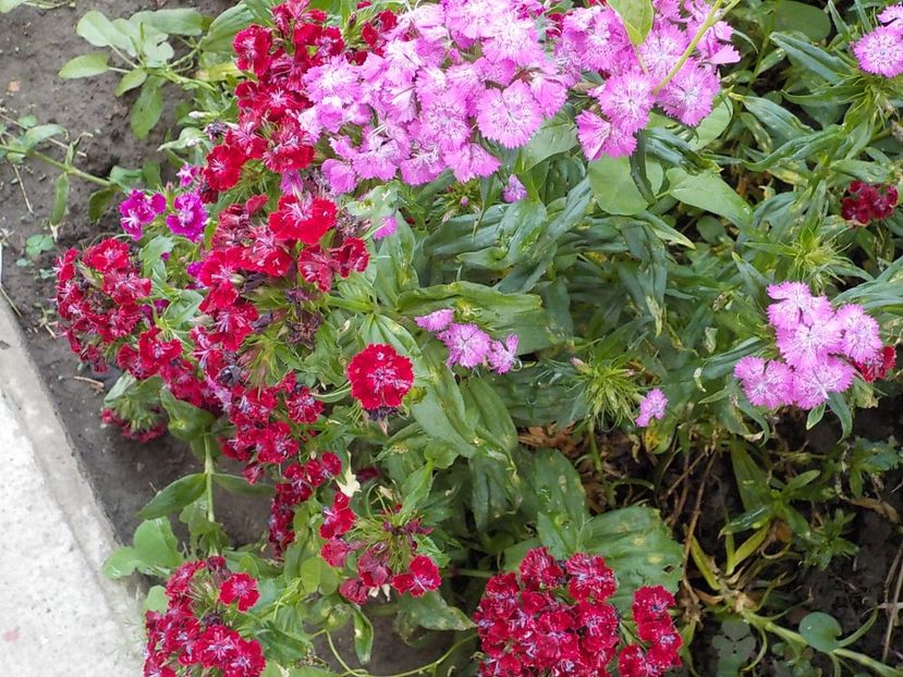  - dianthus
