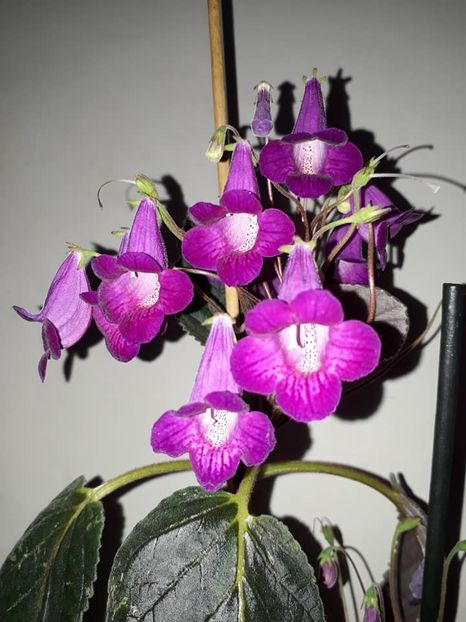 Heartlands joy01 - Gesneria