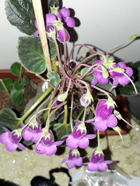 Heartlands joy02 - Gesneria