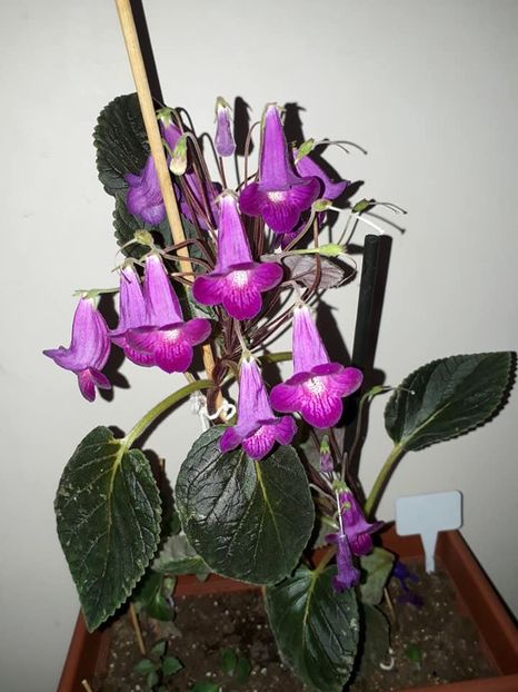 Heartlands joy03 - Gesneria