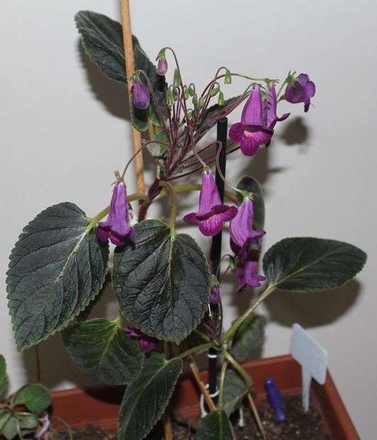 Heartlands joy04 - Gesneria