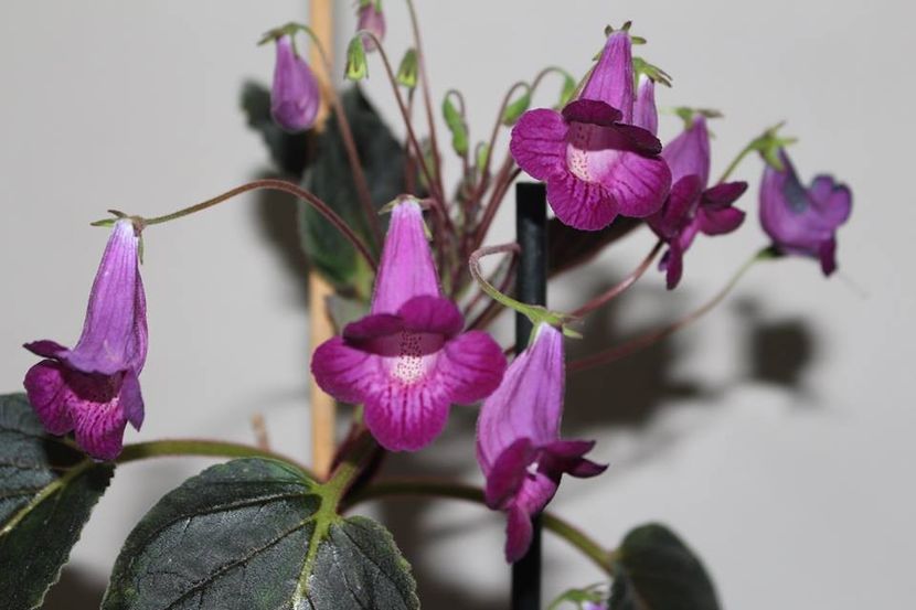 Heartlands joy05 - Gesneria