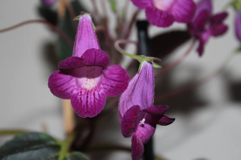 Heartlands joy07 - Gesneria