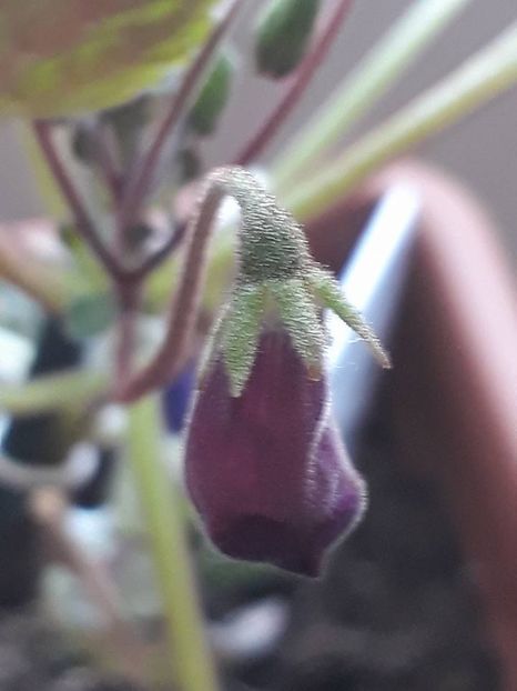 Heartlands joy08 - Gesneria