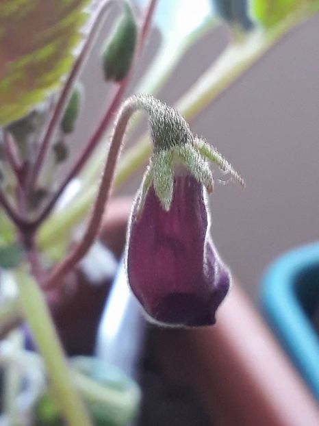 Heartlands joy09 - Gesneria