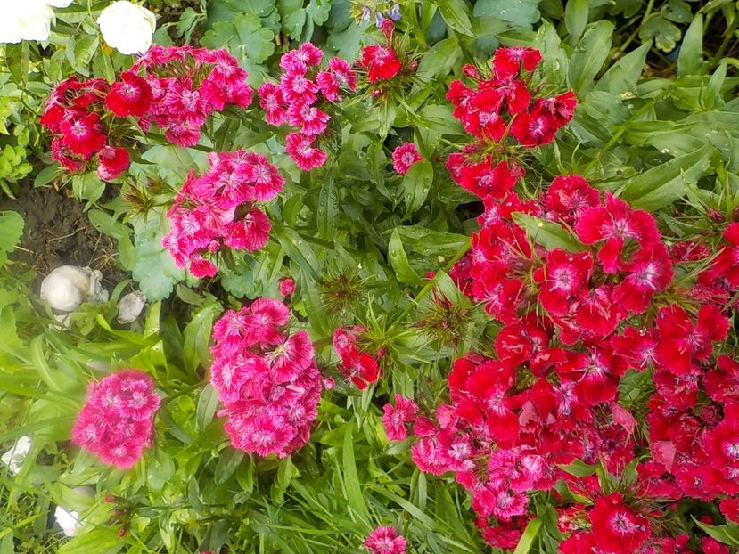  - dianthus
