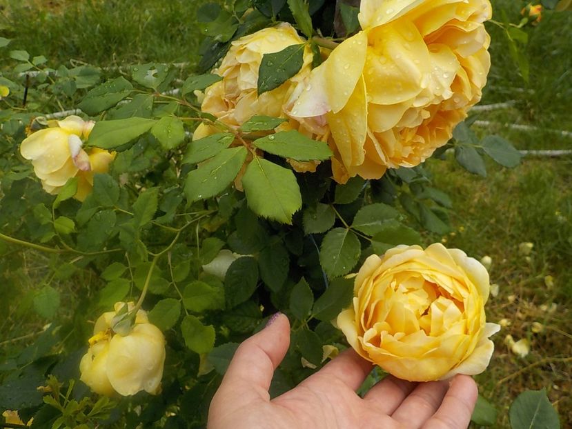  - golden celebration