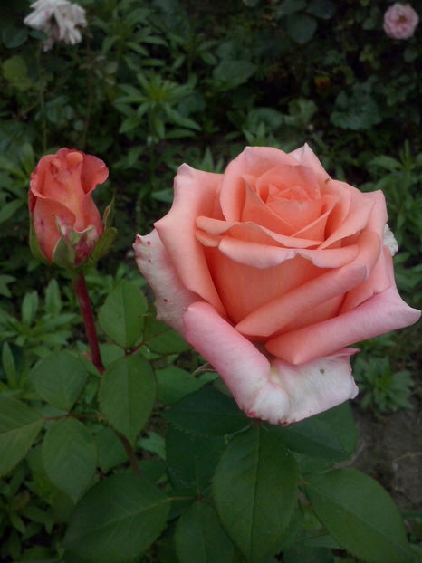 Lollypop - Trandafiri 2018-IV