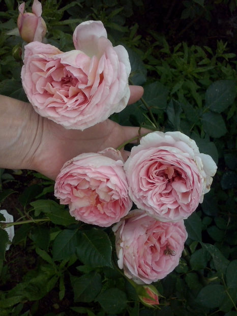 Abraham Darby - Trandafiri 2018-IV