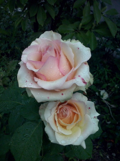 CAM01996 - Trandafiri 2018-IV